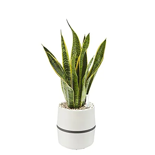 AIRY Luftreiniger System S mit Bogenhanf - Effektiver Luftreiniger für Räume bis 10qm, nutzt natürliche Pflanzenkraft zur Schadstoffbeseitigung – ganz ohne Strom und Filterwechsel.