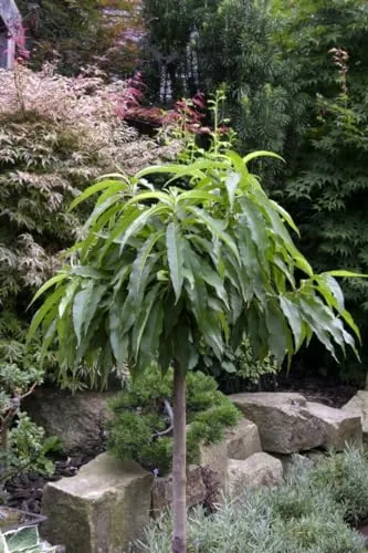 Prunus persica 'Bonanza' – Winterharter Zwergpfirsich für Kübel & Balkon - Obstsamen & -pflanzen: Winterhart, pflegeleicht und selbstfruchtbar. Ideal für kleine Gärten, mit duftenden Blüten und aromatischen Früchten. Perfekt für Urban Gardening!
