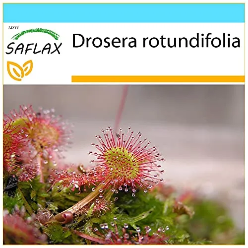 SAFLAX - Geschenk Set - Rundblättriger Sonnentau - 50 Samen - Mit Geschenk- / Versandbox, Versandaufkleber, Geschenkkarte und Anzuchtsubstrat - Drosera rotundifolia