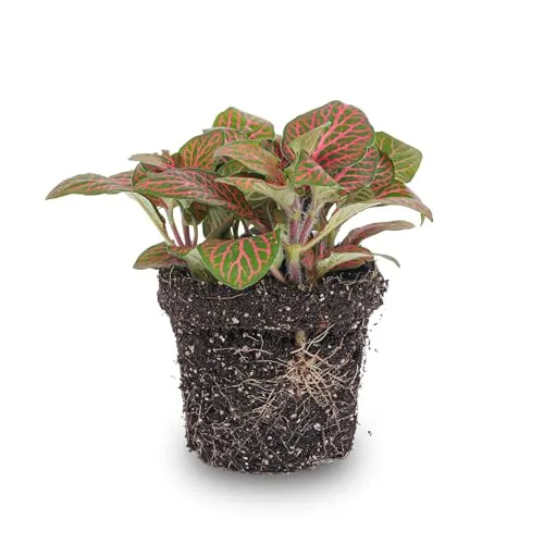 urbanjngl.com - Fittonia Rot - Mosaikpflanze