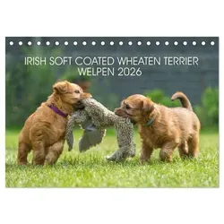 IRISH SOFT COATED WHEATEN TERRIER WELPEN 2026 (Tischkalender 2026 DIN A5 quer), CALVENDO Monatskalender