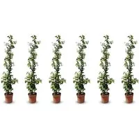 Pflanzen Weiß von Sunny Tree