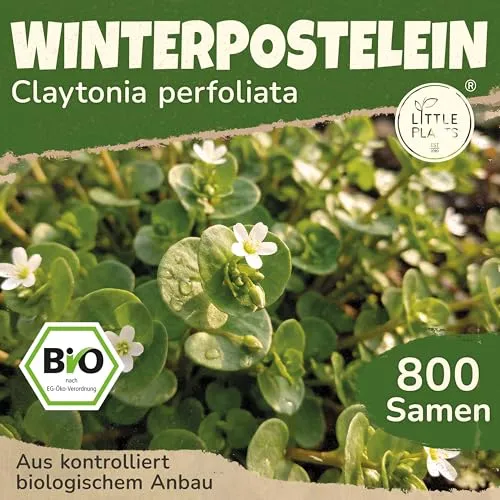 Saatgut von Little Plants