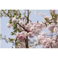 Prunus Subhirtella Autumnalis Rosea Winterkirsche Rosa Blüten 80 cm Stamm