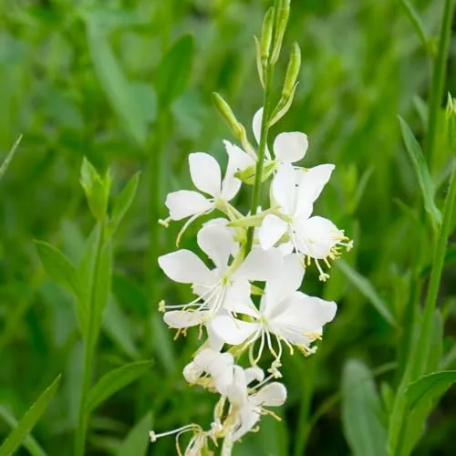 Kölles Beste Prachtkerze weiß, 19 cm Topf