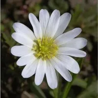 Produktbild Balkanwindröschen White Splendour - Anemone blanda