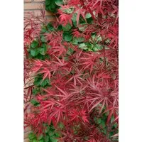 Japanischer Ahorn Acer palmatum 'Beni-otake', 1 St. - Ziergehölz mit eleganter, säulenartiger Wuchsform und intensiver Herbstfärbung; ideal für Solitärpflanzungen oder Kübel auf Terrasse und Balkon.