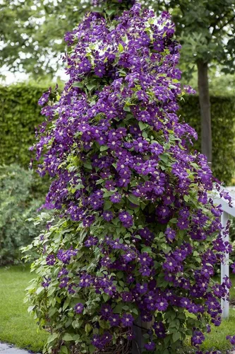Clematis Viticella Polish Spirit Waldrebe Violett 100–150 cm - Kletterpflanze mit tiefvioletten Blüten, ideal für Pergolen und Zäune. Pflegeleicht, winterhart und bienenfreundlich, mit einer Wuchshöhe bis zu 300 cm.
