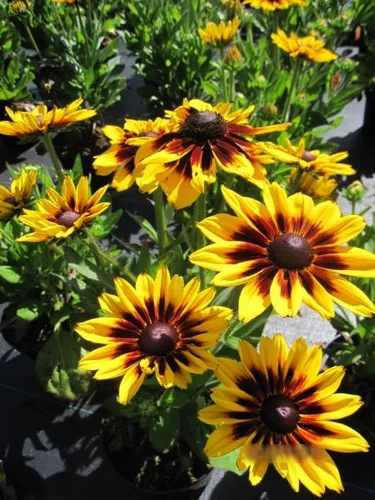 Produktbild Rudbeckia Sunbeckia Alicia