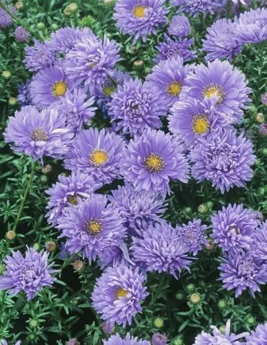 Aster novi-belgii 'Marie Ballard' 11x11 cm Topf – Winterhart, Mehrjährig, Pflegeleicht – Glattblatt-Aster – Staude für Beet & Garten