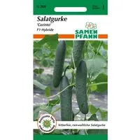 SAMEN PFANN Salatgurke Freiland-Salatgurke Corinto F1