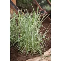 Phalaris Arundinacea Rohrglanzgras Ca. 9x9 cm Topf