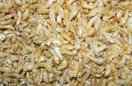 Bachflohkrebse Gammerus 250ml, Fischfutter