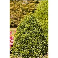Buxus sempervirens arborescens 20-25 cm