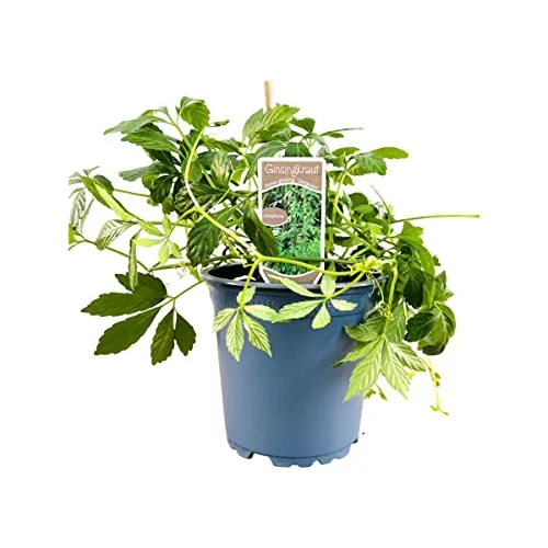 Gynostemma pentaphyllum 11x11 cm Topf – Mehrjährig & Pflegeleicht – Jiaogulan – Kletterpflanze für Pergola & Rankhilfe