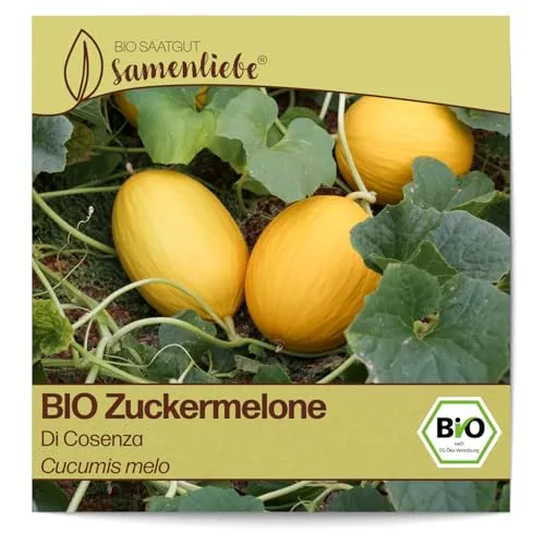 Samenliebe BIO Zuckermelonen Samen Di Cosenza süße Honigmelone Melone gelb 10 Samen samenfestes Gemüse Saatgut für Gewächshaus Freiland und Balkon BIO Gemüsesamen