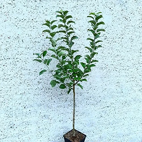 Roter Gravensteiner Apfelbaum einjährig im Topfballen M9 - Blumen & Stauden – Saftiger Herbstapfel mit starkem Aroma, ideal für Hausgärten; frosthart und ertragreich, perfekt für den Direktverzehr oder zur Verarbeitung.