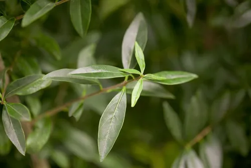Gewöhnlicher Liguster (Ligustrum vulgare) - Robuster Zierstrauch für Garten und Hecke - Der Gewöhnliche Liguster ist ein pflegeleichter Zierstrauch, ideal für formale und informelle Hecken. Er bietet dichten Sichtschutz und blüht im Frühsommer mit duftenden Rispen. Perfekt für sonnige bis halbschattige Lagen.