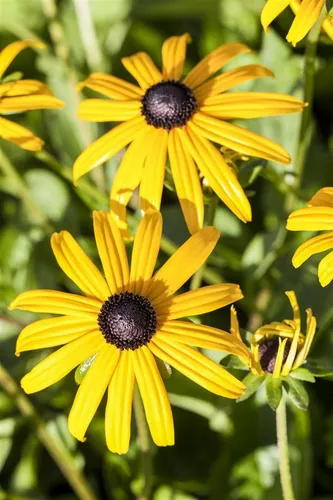 Pflanzen für Dich Staude Rudbeckia fulgida Goldsturm