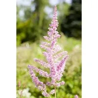 Astilbe X Arendsii Cattleya Prachtspiere Ca. 9x9 cm Topf