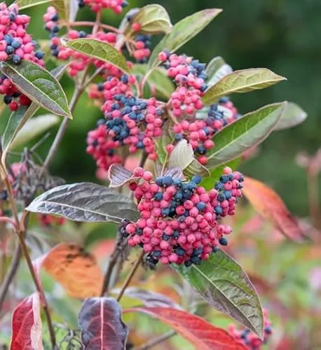 Amerikanischer Schneeball `Brandywine´, Viburnum nudum, 40-60cm, im Topf