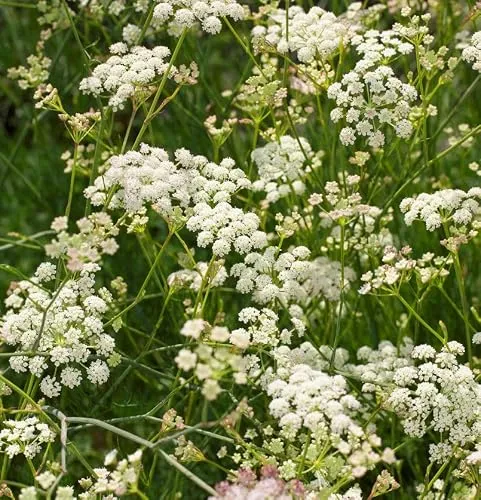 Bergfenchel