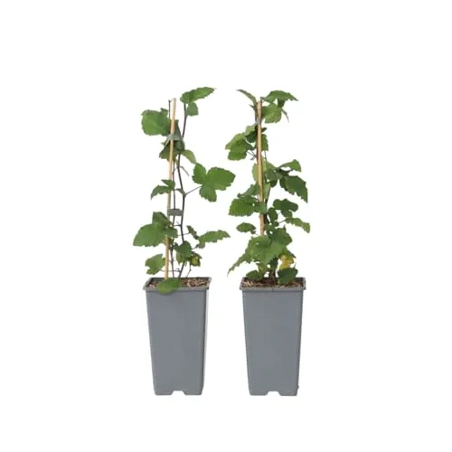 Plant in a Box - Ribes rubrum 'Jonkheer van Tets' - Johannisbeere - 2er-Set - Fruchtstrauch - Rote Beeren - ⌀15cm - Höhe 50-60cm