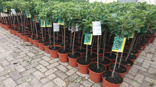 Terrassenobst Zwergobst 40 cm Stammhöhe - Obstsamen & -pflanzen - Kompakte Obstbäume, perfekt für Terrassen und Balkone, pflegeleicht und ertragreich für frisches Obst direkt vor der Tür.