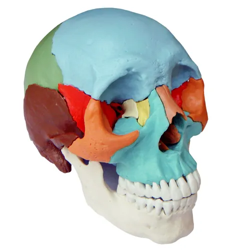 Cranstein Anatomie Modell Schädel lebensgroß 22-teilig