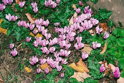 Cyclamen hederifolium 'Rosenteppich' 9x9 cm Topf – Winterhart, Mehrjährig, Pflegeleicht – Herbst-Alpenveilchen – Bodendecker für Schattenbeet & Gehölzrand