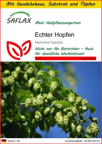 SAFLAX Blumensamen SAFLAX - Anzuchtset - Echter Hopfen