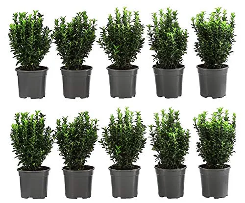 Dehner Säulen-Spindelstrauch Green Rocket – Pflegeleichte Heckenpflanze - Ideal für niedrige Hecken und dekorative Akzente. Liefergröße: ca. 25 cm, Topfvolumen: 10 x 2 l. Wächst langsam und bringt mit rosafarbenen Früchten Farbe in Ihren Garten.