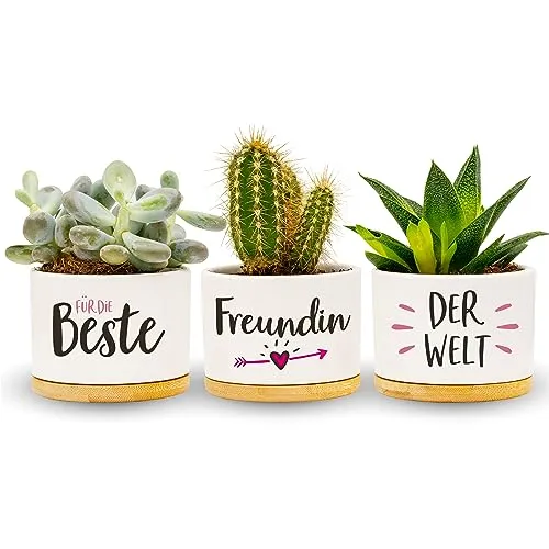 Darlena Beste Freundin der Welt | Beste Freundin Geschenk, Geburtstagsgeschenk | Kräutergarten Töpfe zum Bepflanzen | BFF Geschenke für Freundin zum Geburtstag oder Weihnachten