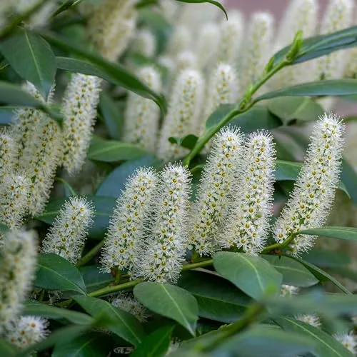 Lorbeerkirsche Novita 1L - Schöne, dicht stehende und glänzende Blätter