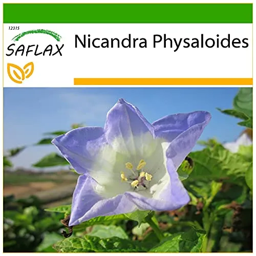 SAFLAX - Blaue Lampionblume - 100 Samen - Mit keimfreiem Anzuchtsubstrat - Nicandra physaloides