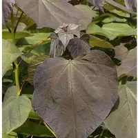 Trompetenbaum Purpurea 100-125cm