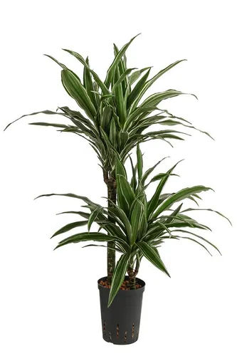 Dehner Drachenbaum in Hydrokultur, 85-130 cm - Pflegeleichter Drachenbaum in Hydrokultur mit zwei Trieben und fein gestreiften Blättern. Ideal für Allergiker und sorgt für ein angenehmes Raumklima.