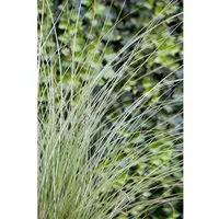 Pflanzen für Dich Gräser Miscanthus sin. Gracillimus - Ziergras mit eleganten, herbstlich bronzeroten Blättern und silbrig-weißen Blütenrispen, pflegeleicht und winterhart, ideal für Gartenliebhaber.