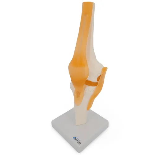 Kniegelenk Anatomie Modell lebensgroß und beweglich - Hochwertiges PVC-Modell zur anschaulichen Darstellung des Kniegelenks. Ideal für Lehrzwecke und zur Unterstützung der Wissensvermittlung in Anatomie. Perfekt für Schulen und Universitäten.