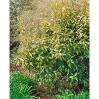 Elaeagnus ebbingei 'Limelight' – Immergrüne Pflanze mit buntem Laub