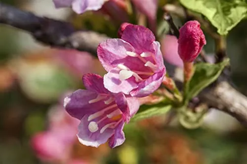 Weigela 'Styriaca' 40–60 cm – Winterhart, Mehrjährig, Pflegeleicht – Weigelie – Heckenpflanze für Garten & Beet