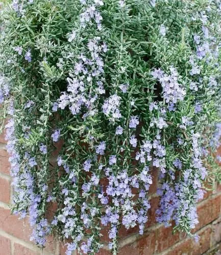 Pflanzen Blau von BALDUR-Garten