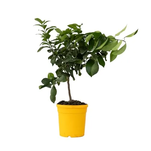 Plant in a Box - Citrus Limon - Echter Zitronenbaum im Topf - Obstsamen & -pflanzen: Genießen Sie frische Zitronen aus Ihrem eigenen Garten mit diesem blühenden Zitronenbaum, der in einem stabilen Versandkarton geliefert wird.
