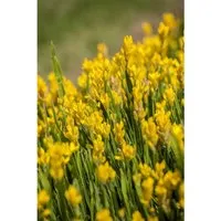 Genista Sagittalis Flügelginster 20-30 cm