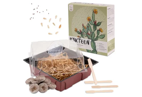 HappySeed Blumensamen Kakteen Starter Kit - Gewächshaus & Samen (Mad. Palme + Tigerrachen), Kakteen