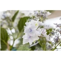 Hydrangea Mac. 'Fireworks White' Hortensie - Bienenfreundliche Gartenpflanze - Blühende Zimmerpflanzen mit spektakulären, reinweißen Blüten von Juni bis September. Pflegeleicht und ideal für Kübel oder Rabatten, erreicht bis zu 120 cm Höhe.