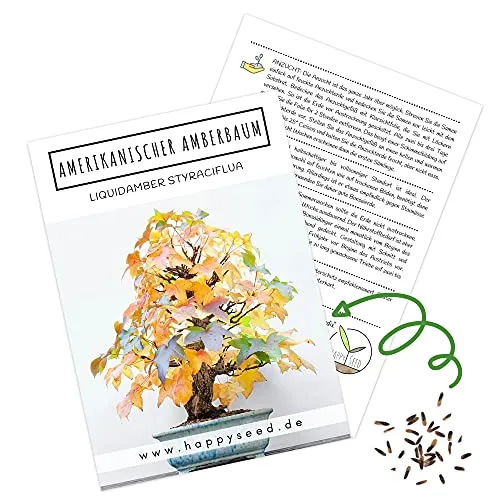 Außergewöhnliche Bonsai Samen mit hoher Keimrate - Pflanzen Samen Set für deinen eigenen Bonsai Baum (1x Amerikanischer Amberbaum)