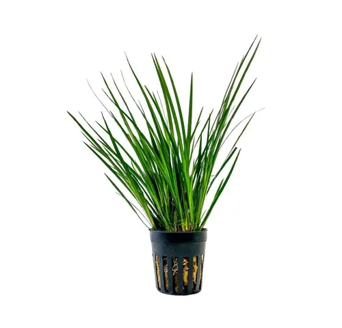 Wasserpflanzen von AQUARISTIKWELT24