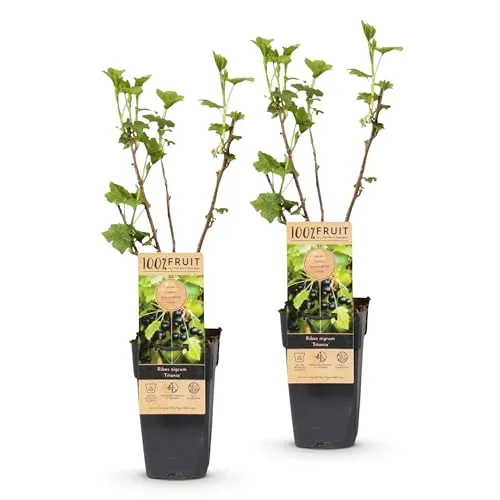 Green boutiQ in schwarz von Green boutiQ