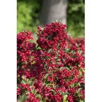 Weigela 'Eva Rathke' - Rote Blütenpracht für Deinen Garten - Stauden mit prachtvollen roten Blüten, ideal für sonnige, windgeschützte Standorte. Wuchsform: breit und buschig, perfekt für eine lebendige Gartenlandschaft.